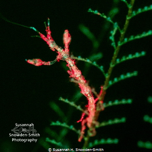 "Glowing Skeleton"

A skeleton shrimp photographed with... by Susannah H. Snowden-Smith 